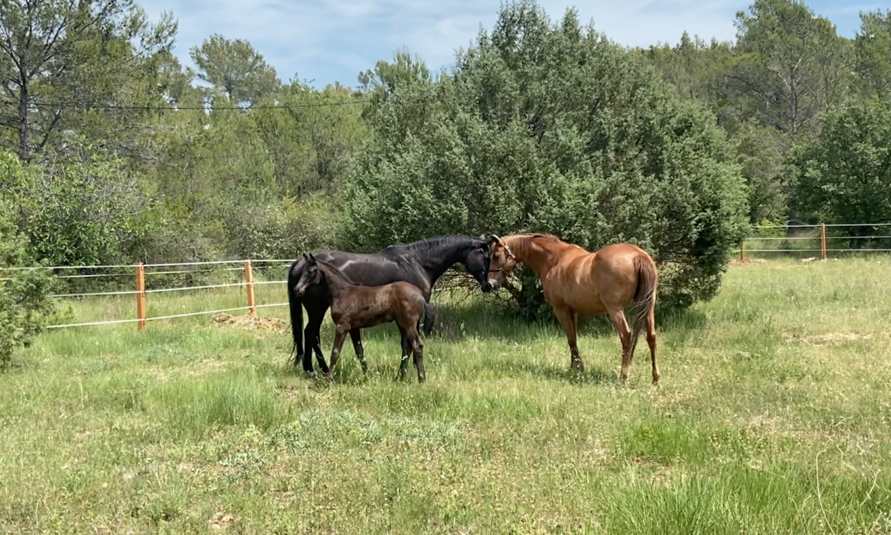 Pensions chevaux Var