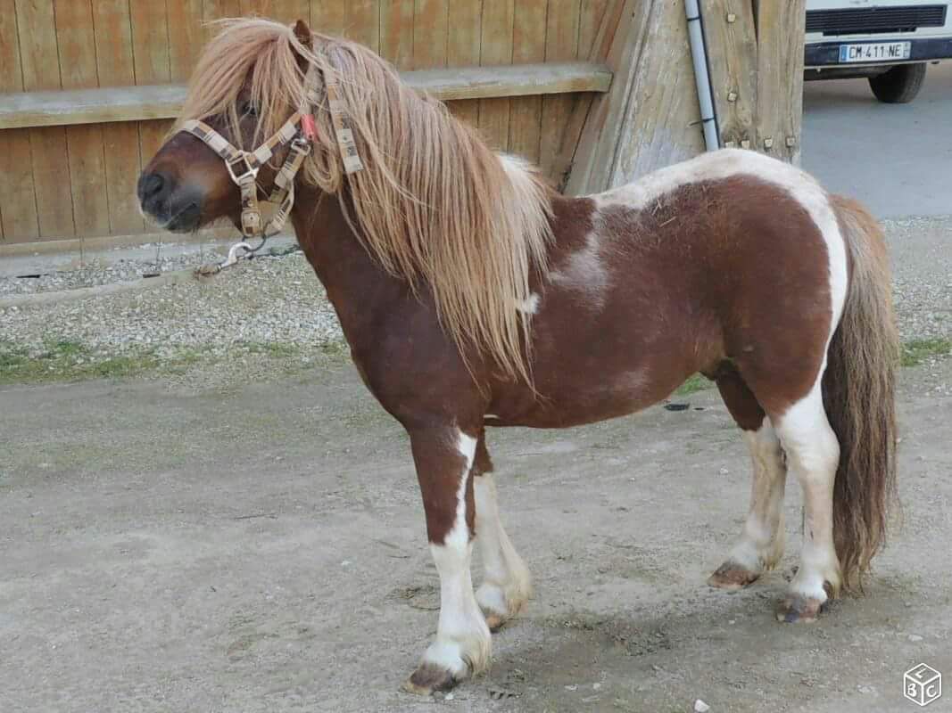 ETALON PONEY