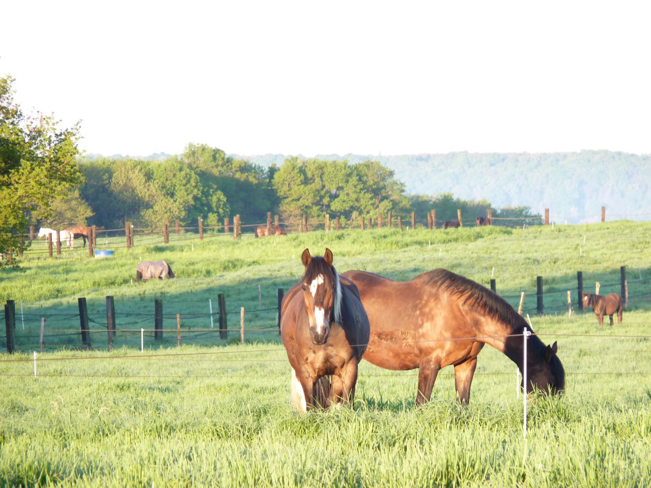 ECURIE DE PROPRIETAIRES, CENTRE EQUESTRE, PONEY CLUB