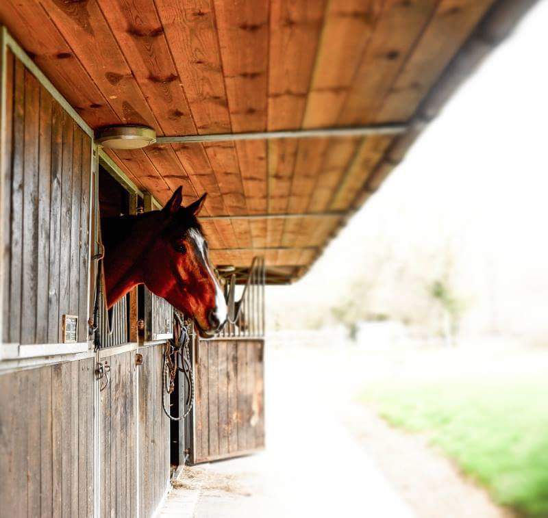 Ecurie de Propriétaires/ Coaching 