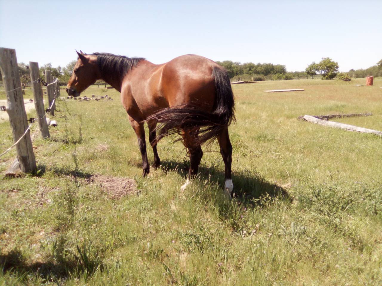 Méaras Ecuries Graulhet Tarn