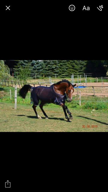 Pension / Retraite /Cheval 