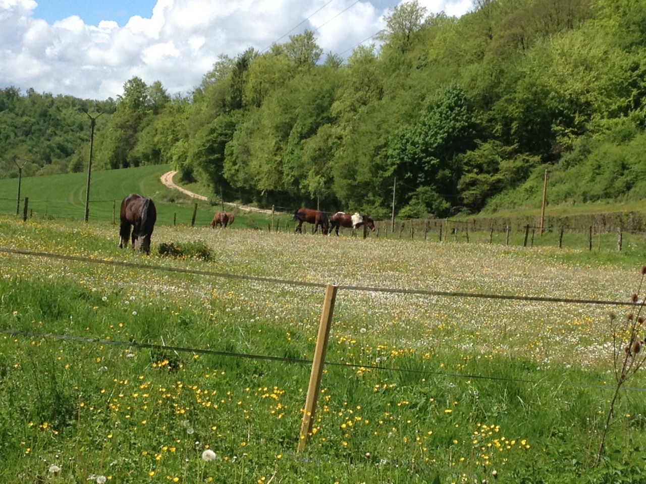 Pension / Retraite /Cheval 