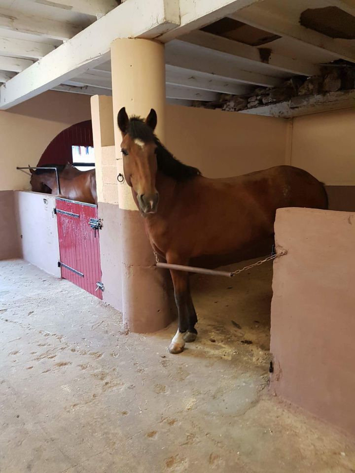 Pension / Retraite /Cheval 