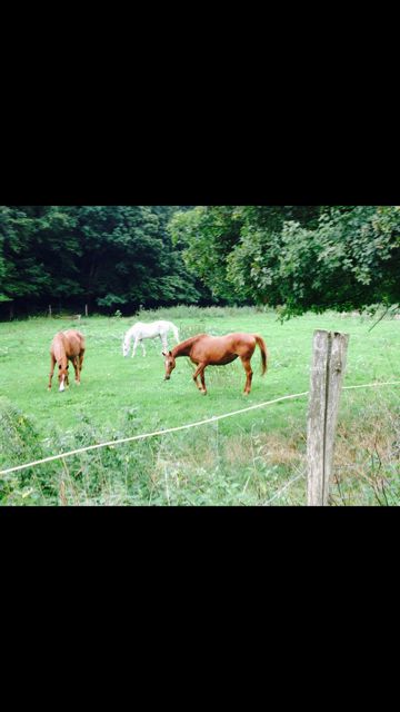 Pension / Retraite /Cheval 