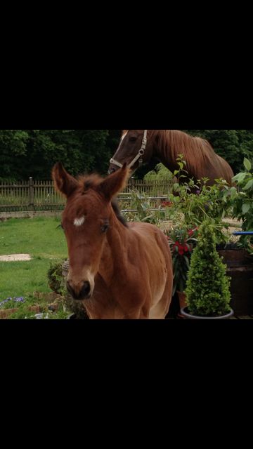 Pension / Retraite /Cheval 