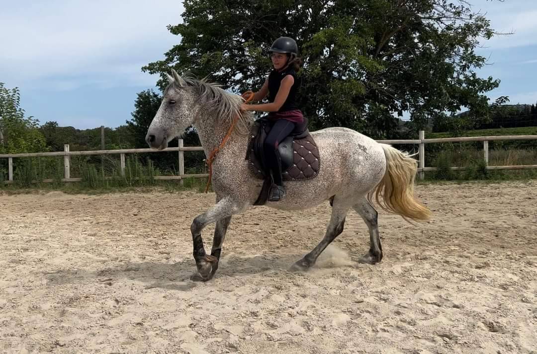 Pension chevaux Montpellier