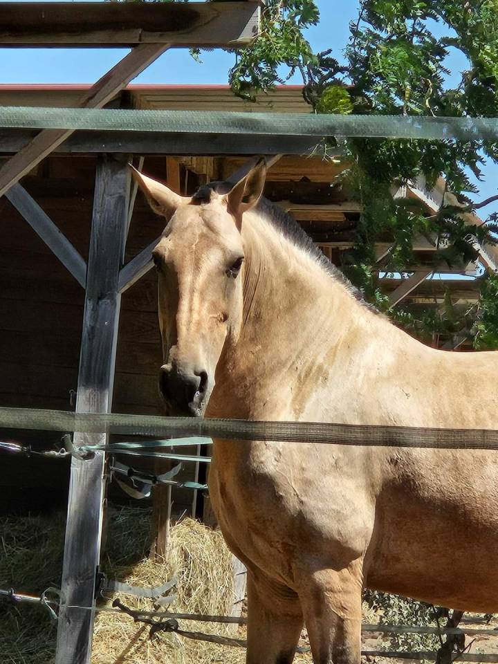 Pension chevaux Montpellier