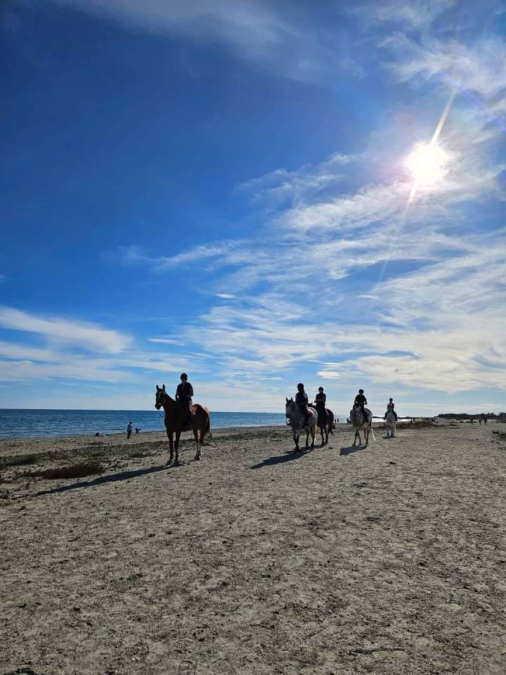 Pension chevaux Montpellier