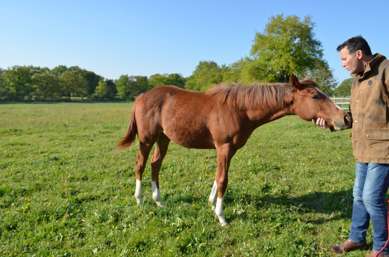 Pension chevaux - HARAS DU CHIRON 85