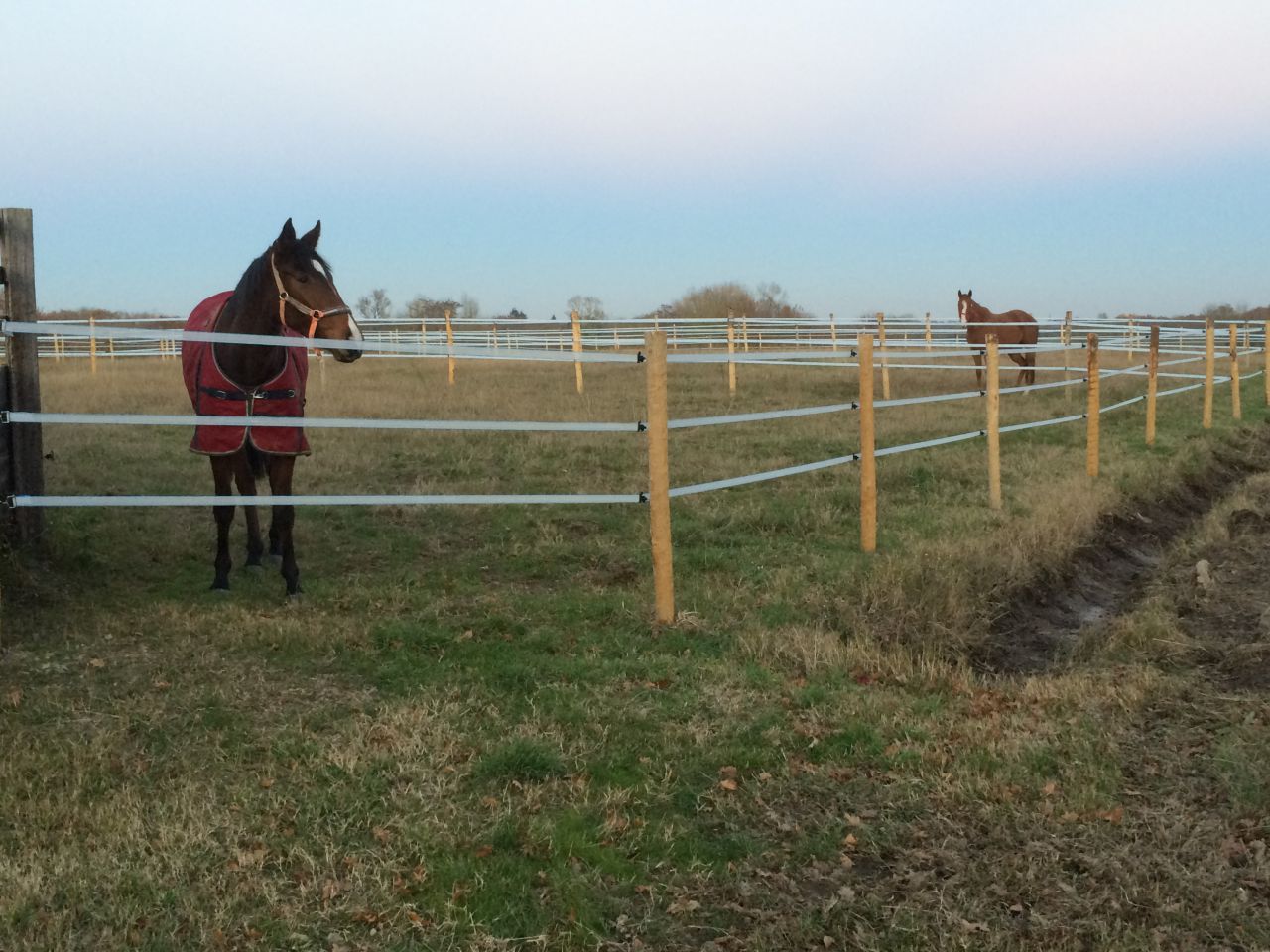 Pension chevaux - HARAS DU CHIRON 85