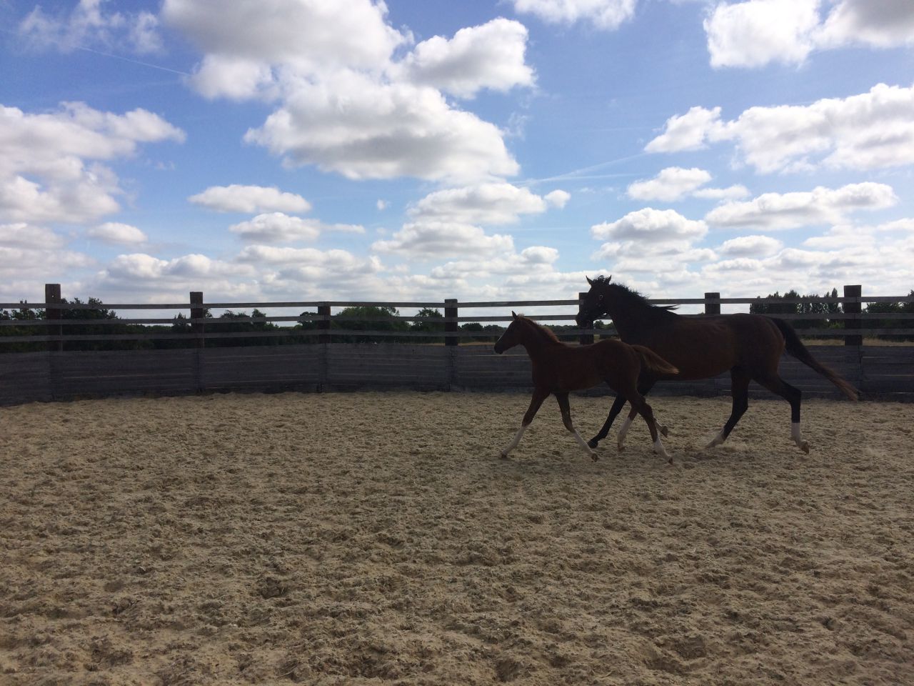 Pension chevaux - HARAS DU CHIRON 85
