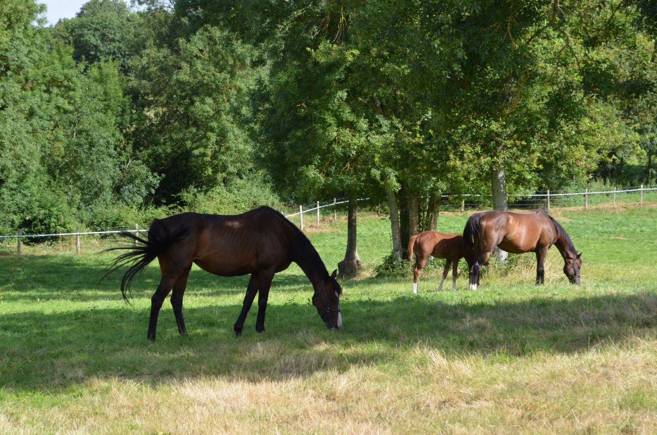 Pension chevaux - HARAS DU CHIRON 85