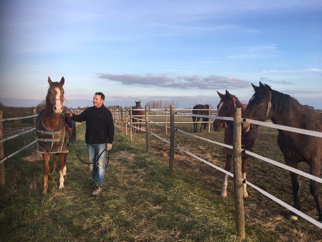 Pension chevaux - HARAS DU CHIRON 85