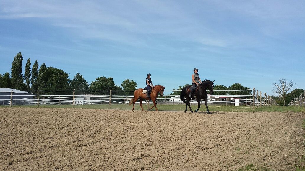 Pension chevaux - HARAS DU CHIRON 85