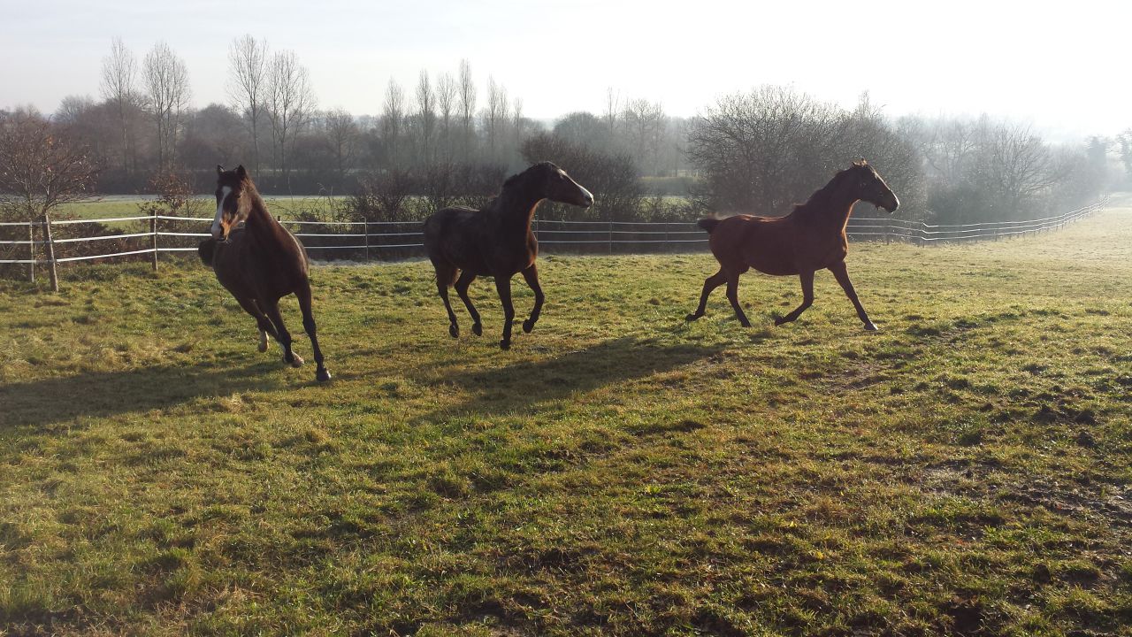 Pension chevaux - HARAS DU CHIRON 85