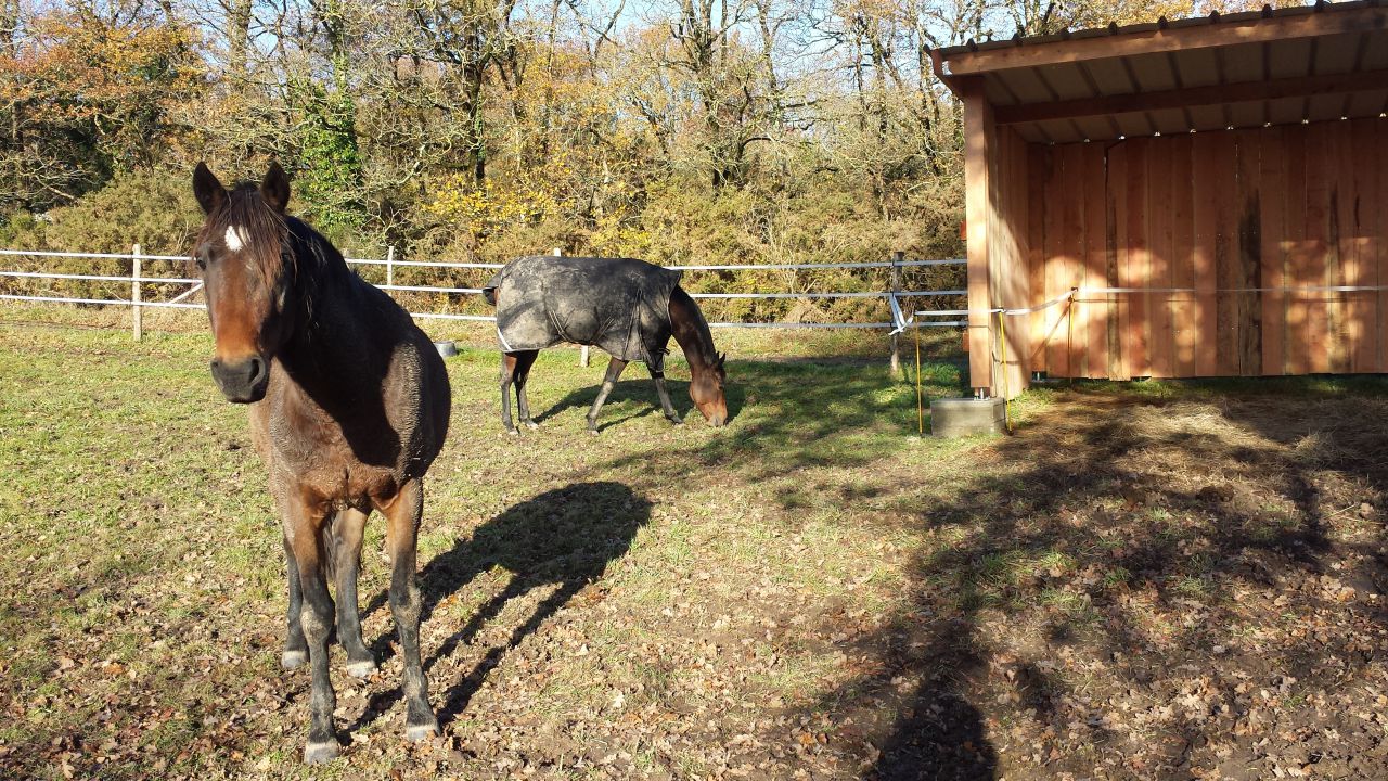 Pension chevaux - HARAS DU CHIRON 85
