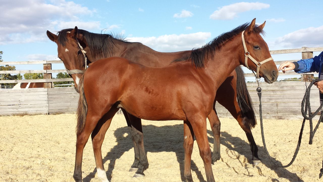 Pension chevaux - HARAS DU CHIRON 85