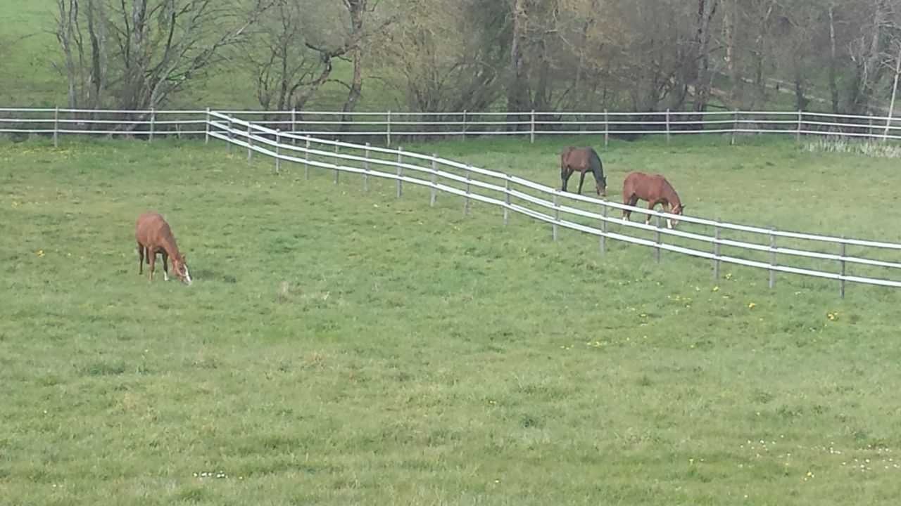 Pension chevaux - HARAS DU CHIRON 85