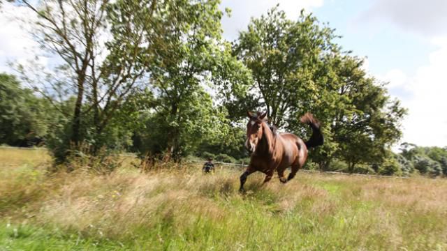 Pension chevaux - HARAS DU CHIRON 85