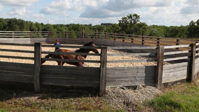 Pension chevaux - HARAS DU CHIRON 85
