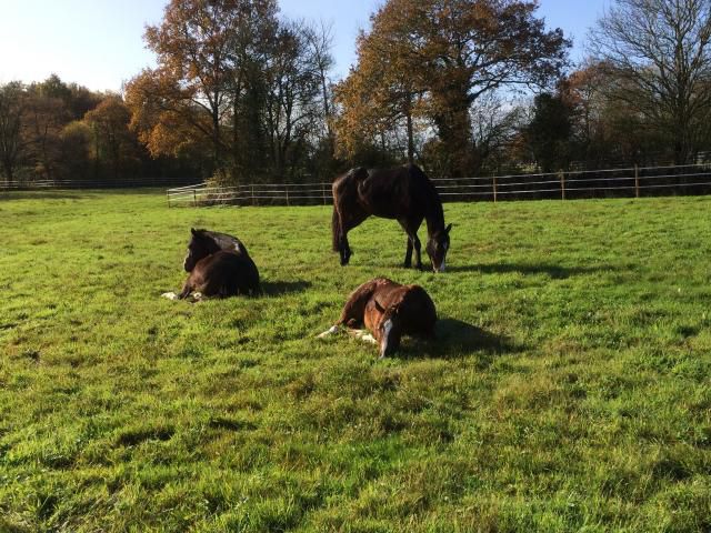 Pension chevaux - HARAS DU CHIRON 85