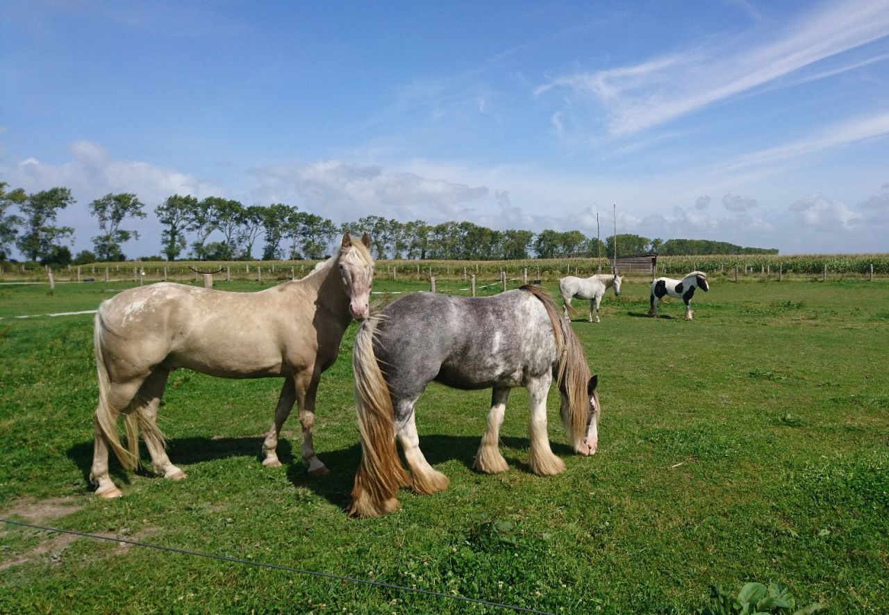 Pension chevaux/ plage baie du Mont St Michel 200&euro;