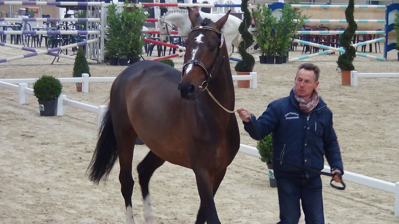 Pension,&Eacute;levage : Haras du Feu, Ecurie Ancelin