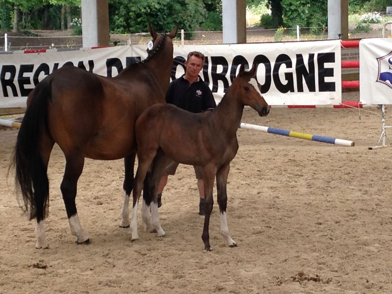 Pension,&Eacute;levage : Haras du Feu, Ecurie Ancelin