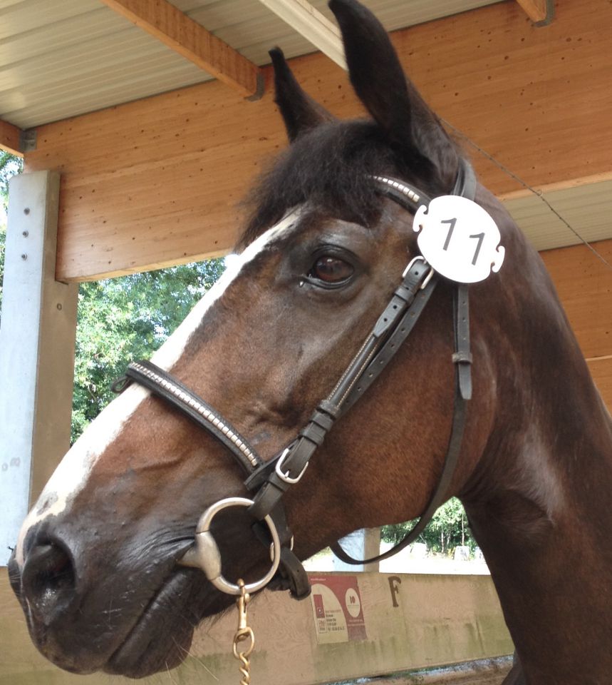 Pension,&Eacute;levage : Haras du Feu, Ecurie Ancelin