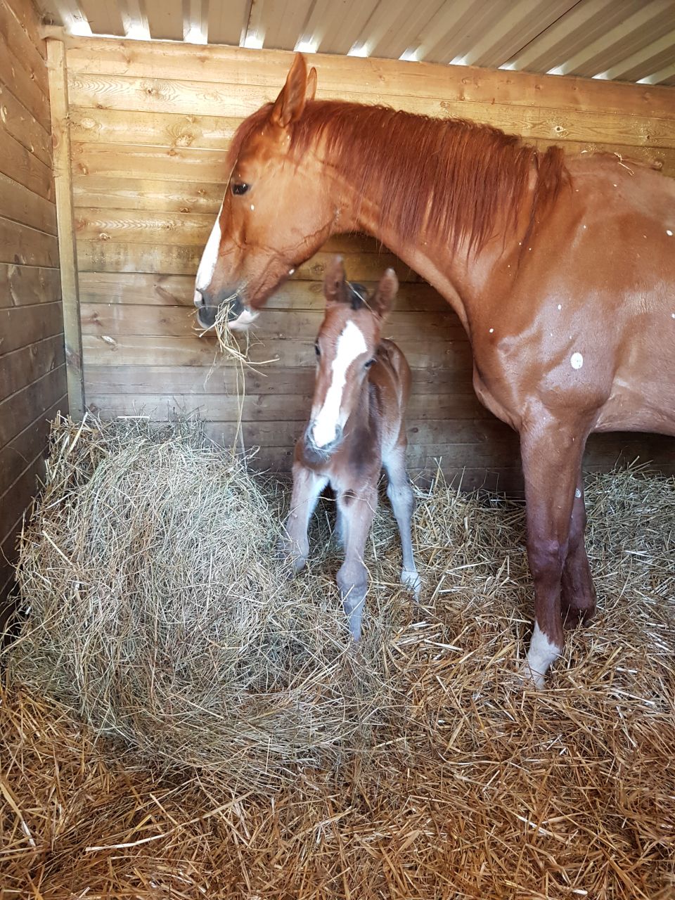 Pension,&Eacute;levage : Haras du Feu, Ecurie Ancelin