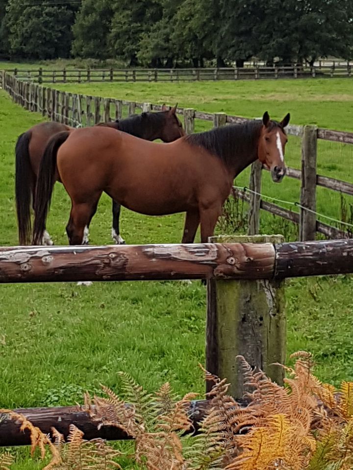 Pension,&Eacute;levage : Haras du Feu, Ecurie Ancelin