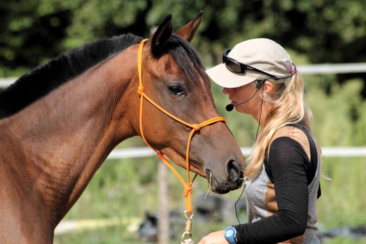 Pension &eacute;qui-piste, travail chevaux, cours, stage