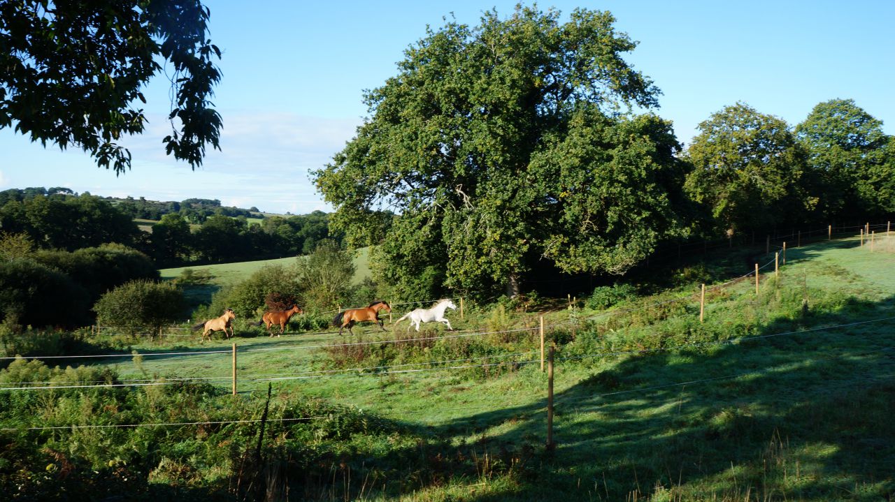 Pension &eacute;qui-piste, travail chevaux, cours, stage