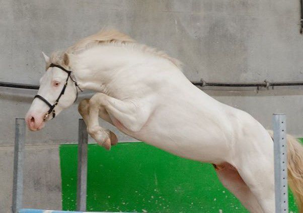 ETALONS PONEYS  de QUALITE