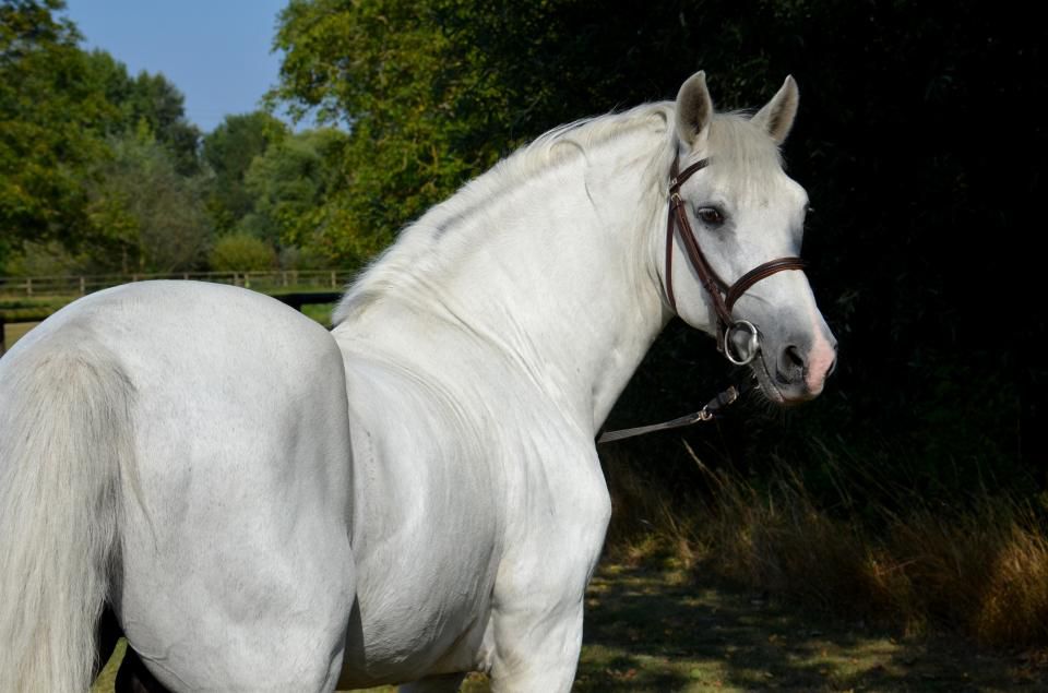 ETALONS PONEYS  de QUALITE