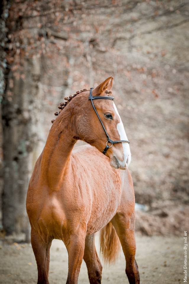 SAILLIE EROS  ETALON PUR SANG LUSITANIEN 