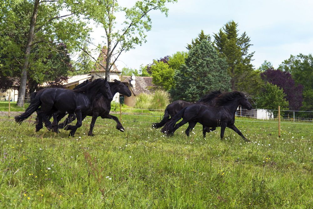 G&icirc;te P&eacute;rigord dans un &eacute;levage de Frisons
