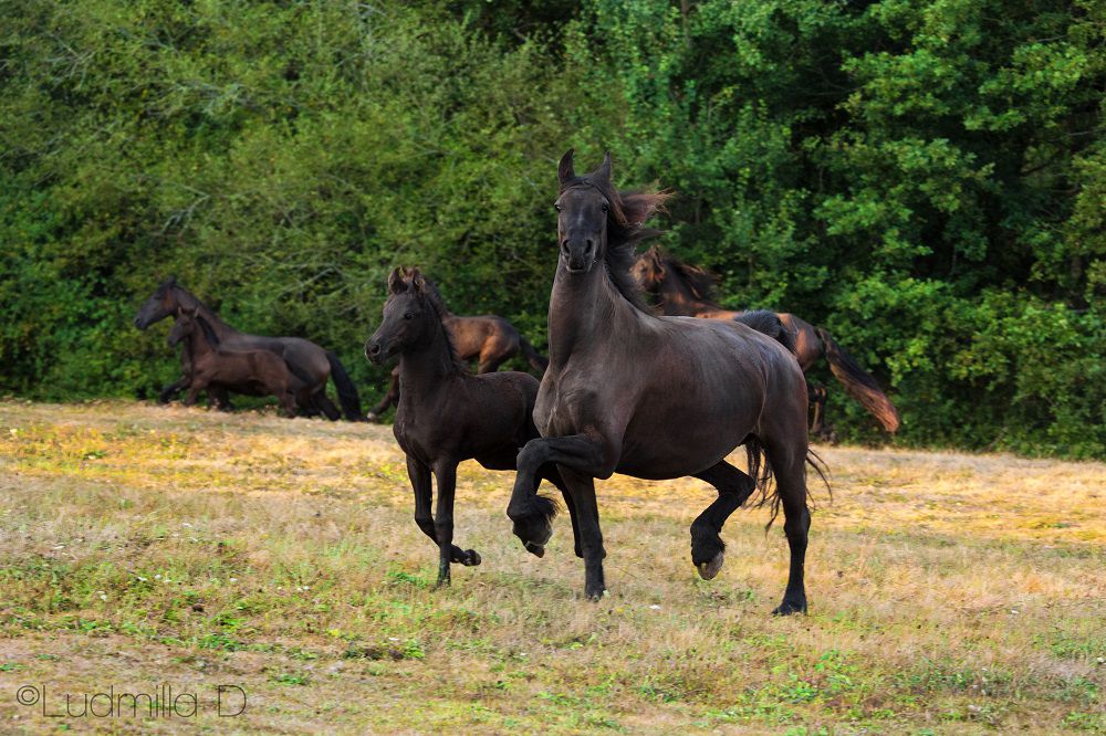 G&icirc;te P&eacute;rigord dans un &eacute;levage de Frisons