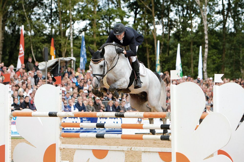 Cornet's Stern - Westphalien - 2003 - Gris - 170cm