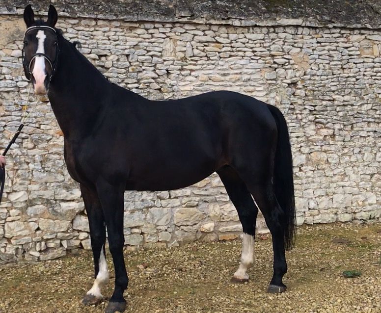 Zodjan J  - 2004 -  178cm