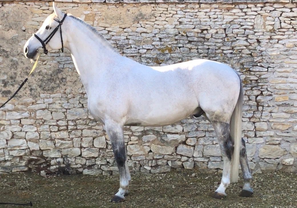 Zimba 168cm  2004