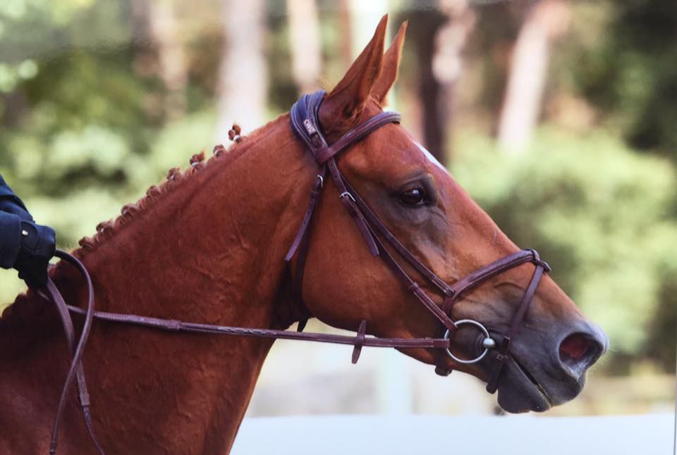 Pension chevaux - Ecurie du loti (67)