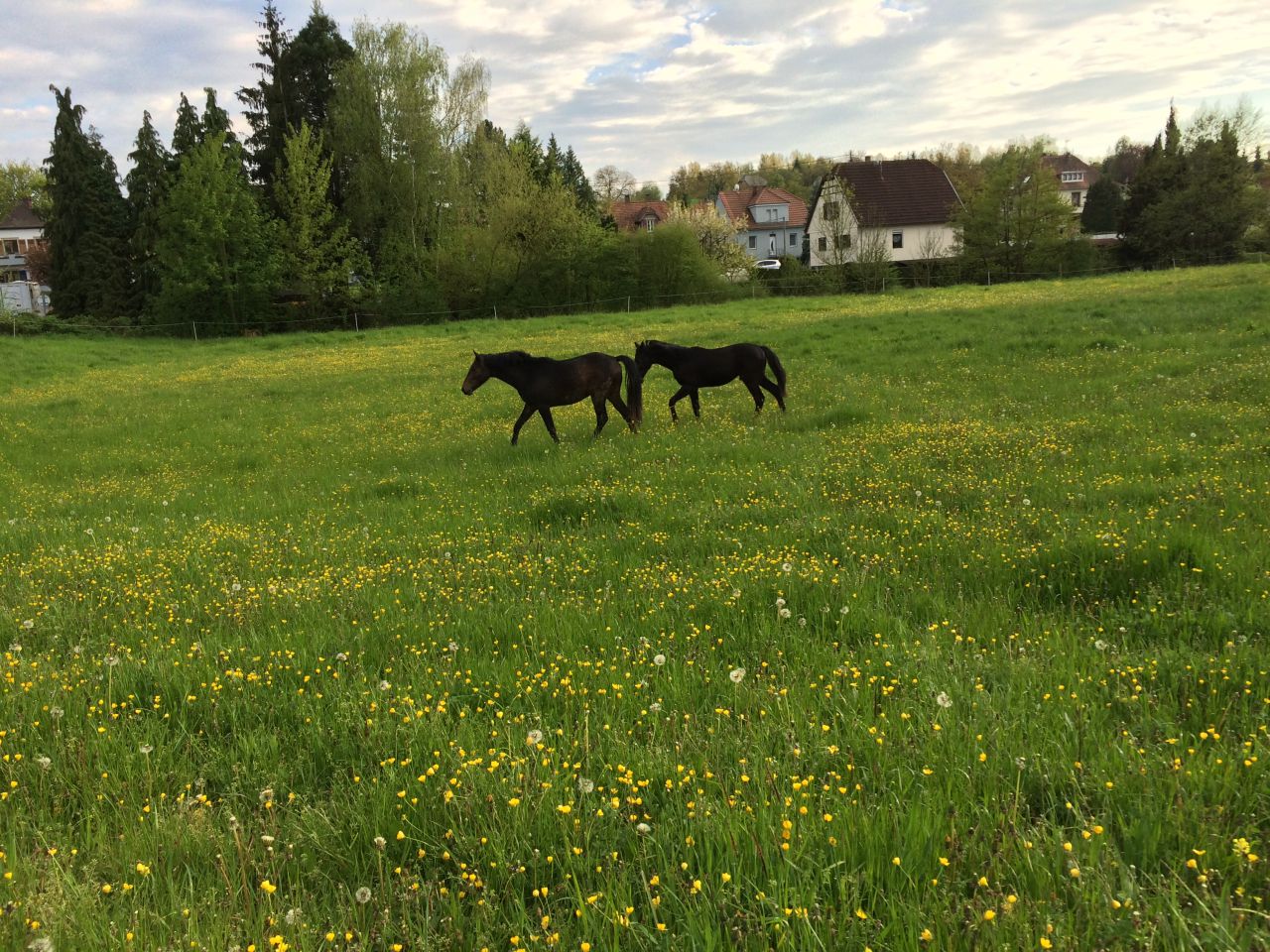 Pension chevaux - Ecurie du loti (67)