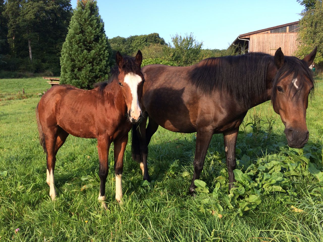 Pension chevaux - Ecurie du loti (67)