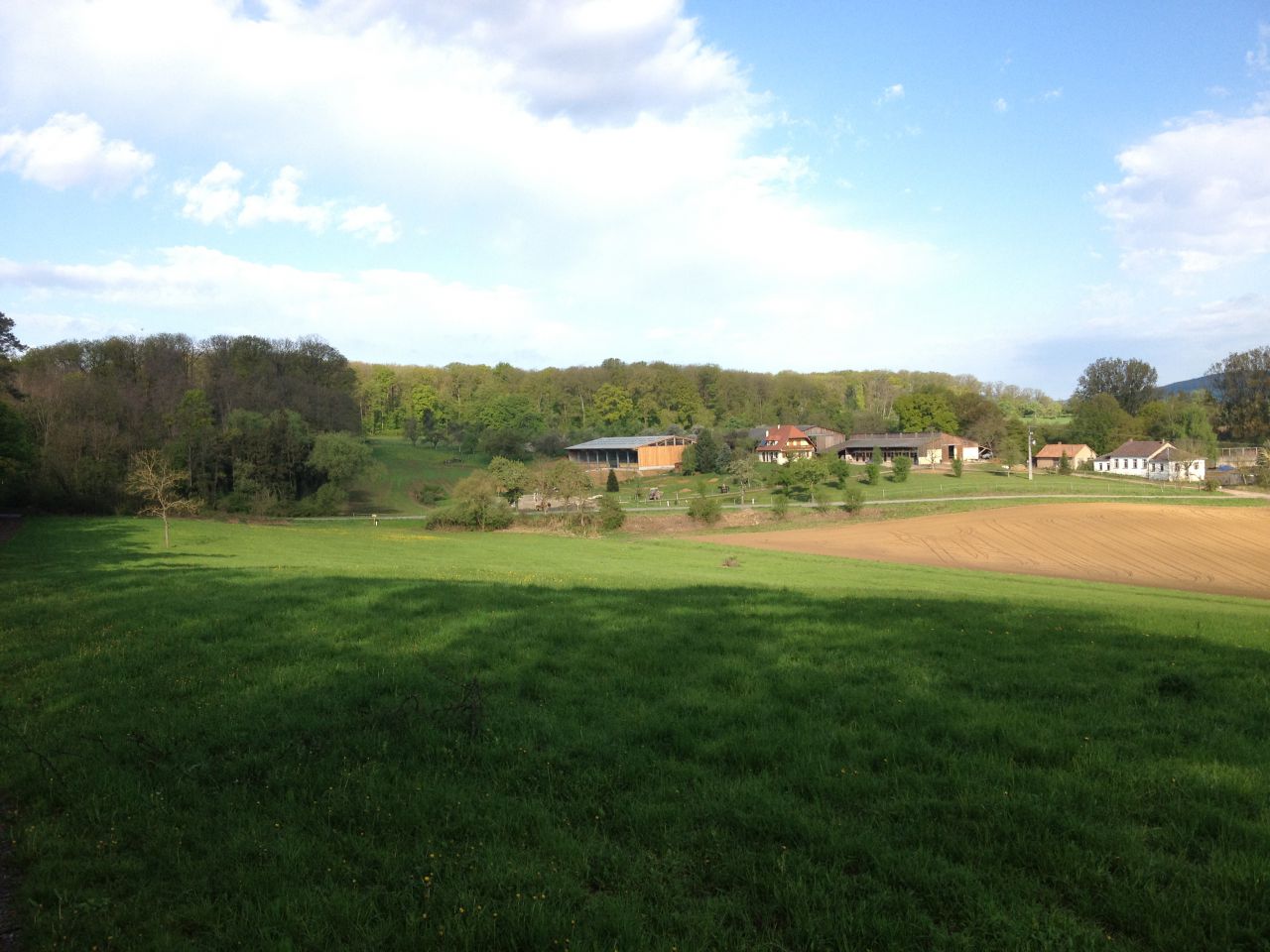 Pension chevaux - Ecurie du loti (67)