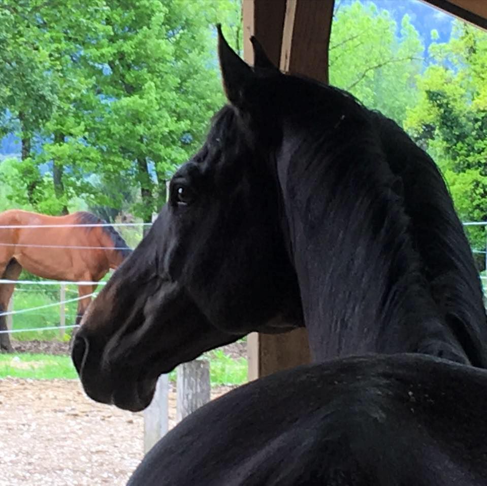 Saillie Quintus LS La Silla