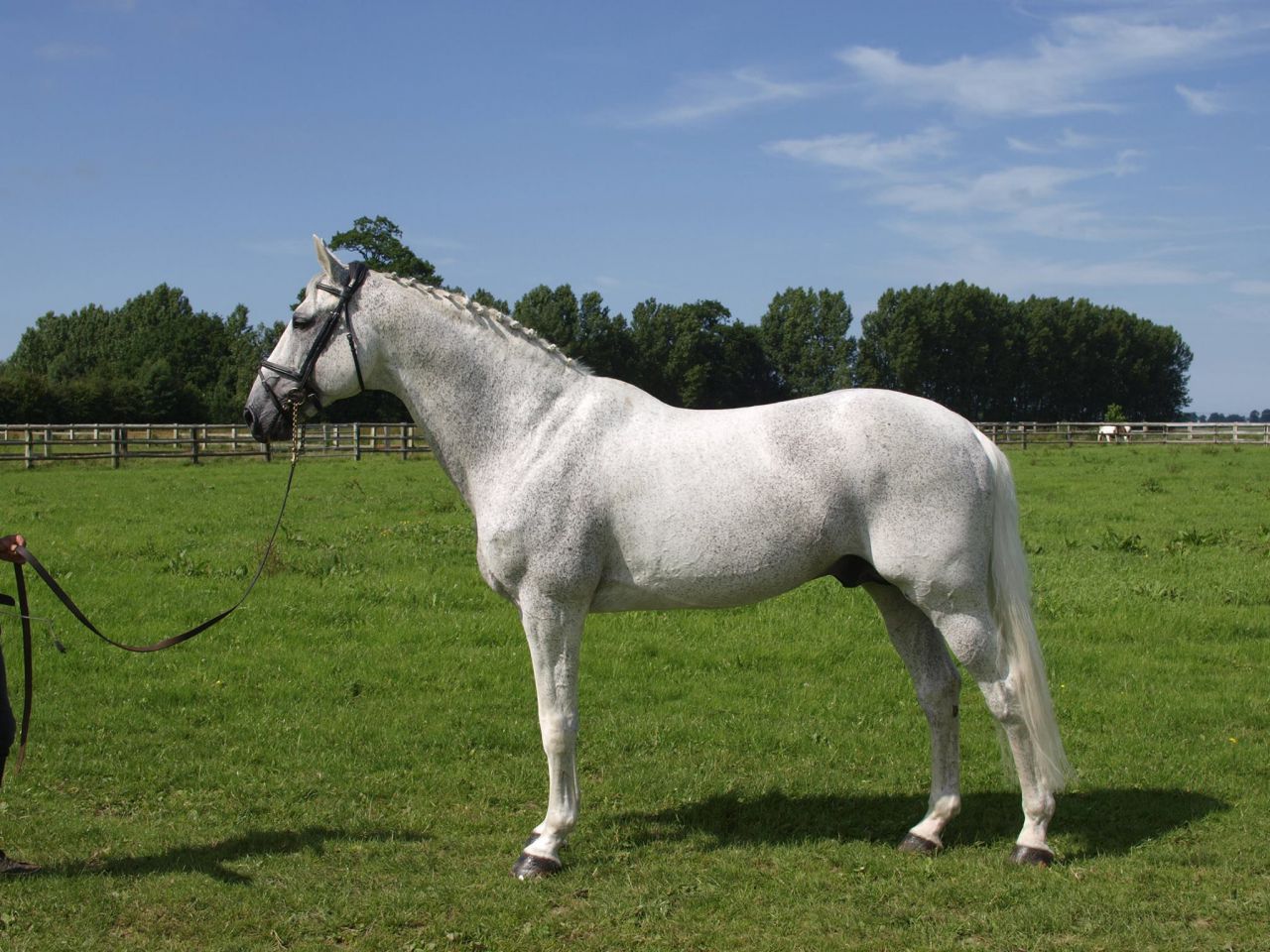 CRISTAL LA SILLA, étalon disponible en monte en main.