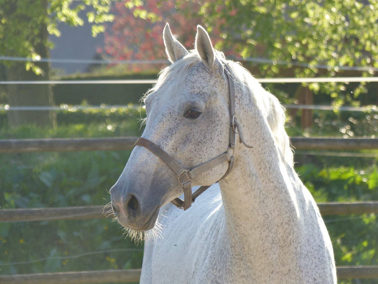 CRISTAL LA SILLA, étalon disponible en monte en main.