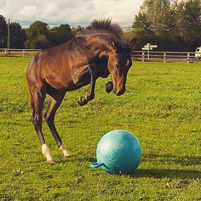 CRISTAL LA SILLA, étalon disponible en monte en main.